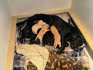 Labrador Retriever dogs Labrador puppies - Advert 2