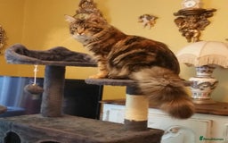 Mixed Breed cats for sale: Long Haired Maine Coon Type Kittens Mixed Breed :) - Image 2
