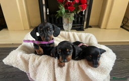 Dachshund dogs for sale: 5 puppies for sale - Image 5