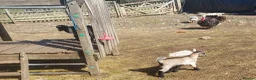 Goats livestock for sale: Pygmy Goats for sale x 4 (price reduced)  - Advert 6