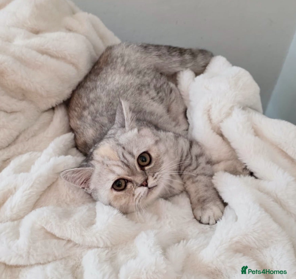 Exotic cats Adorable Exotic Shorthair girls. Ready now! - Advert 4