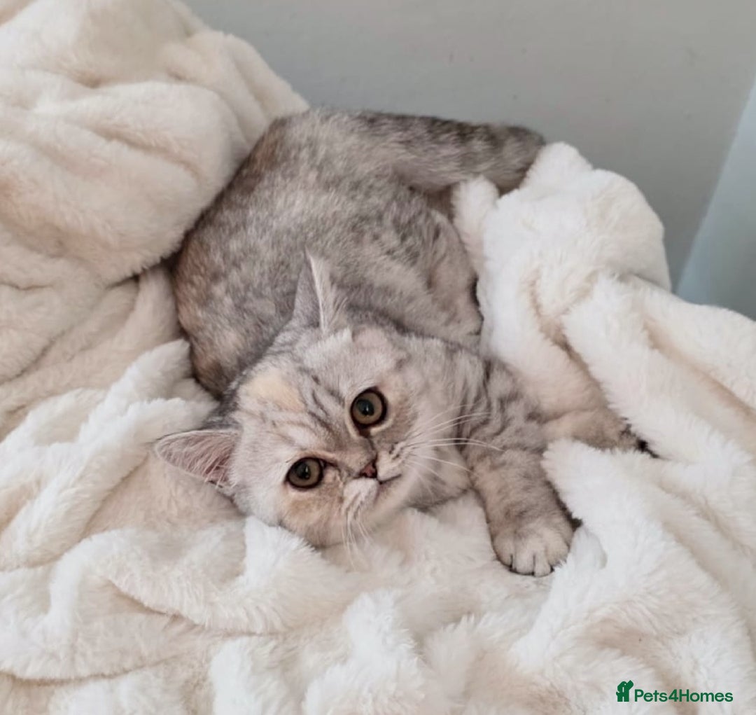 Exotic cats for sale: Adorable Exotic Shorthair girls. Ready now! - Advert 1