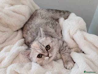Exotic cats Adorable Exotic Shorthair girl. Ready now! - Advert 11