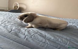 Mini Lop rabbits for sale: Beautiful Mini Lop Bunny - Image 7