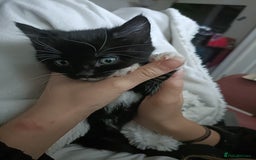 Mixed Breed cats for sale: 4 sweet ghost tabby tuxedo kittens - Image 27