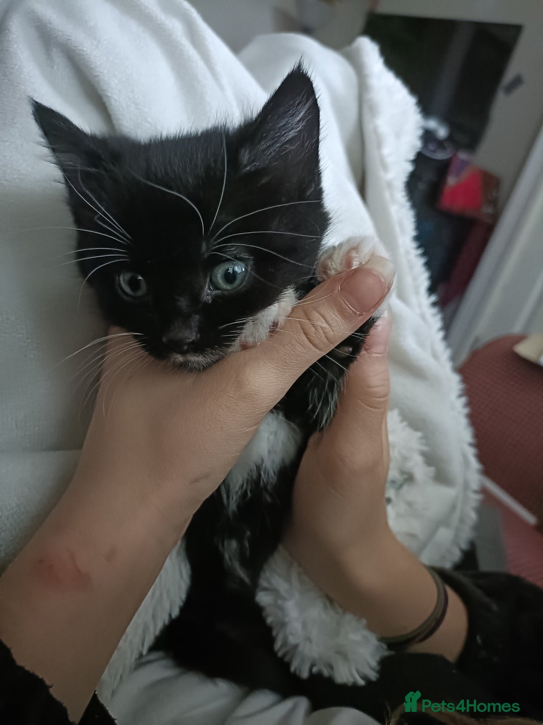 Mixed Breed cats for sale: 4 sweet ghost tabby tuxedo kittens - Image 27