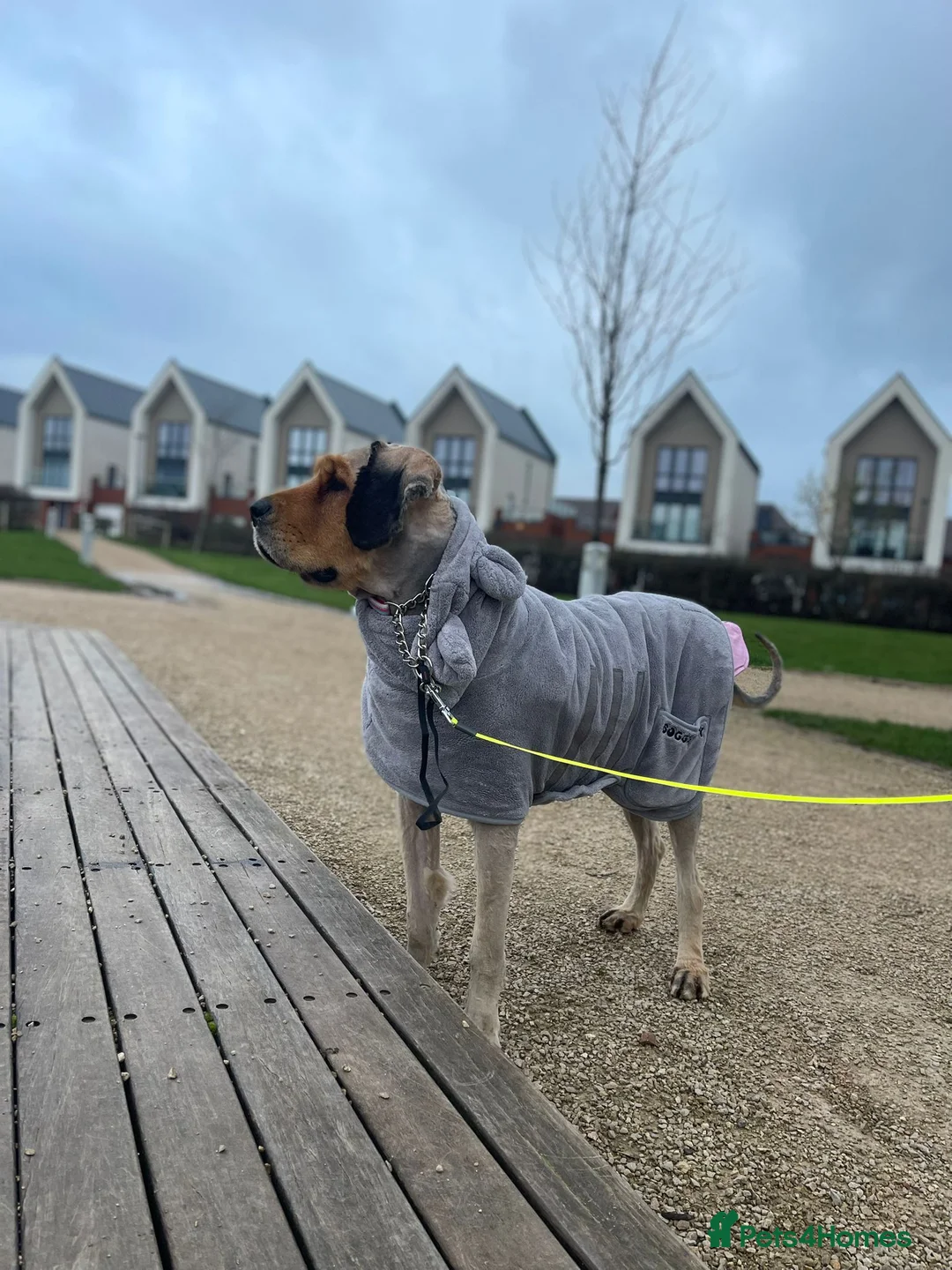 Tibetan Mastiff dogs for sale: Tibetan Mastiff 11 month old female - Advert 1