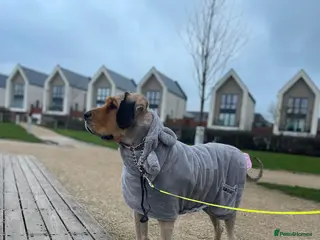 Tibetan Mastiff dogs Tibetan Mastiff 11 month old female - Advert 7