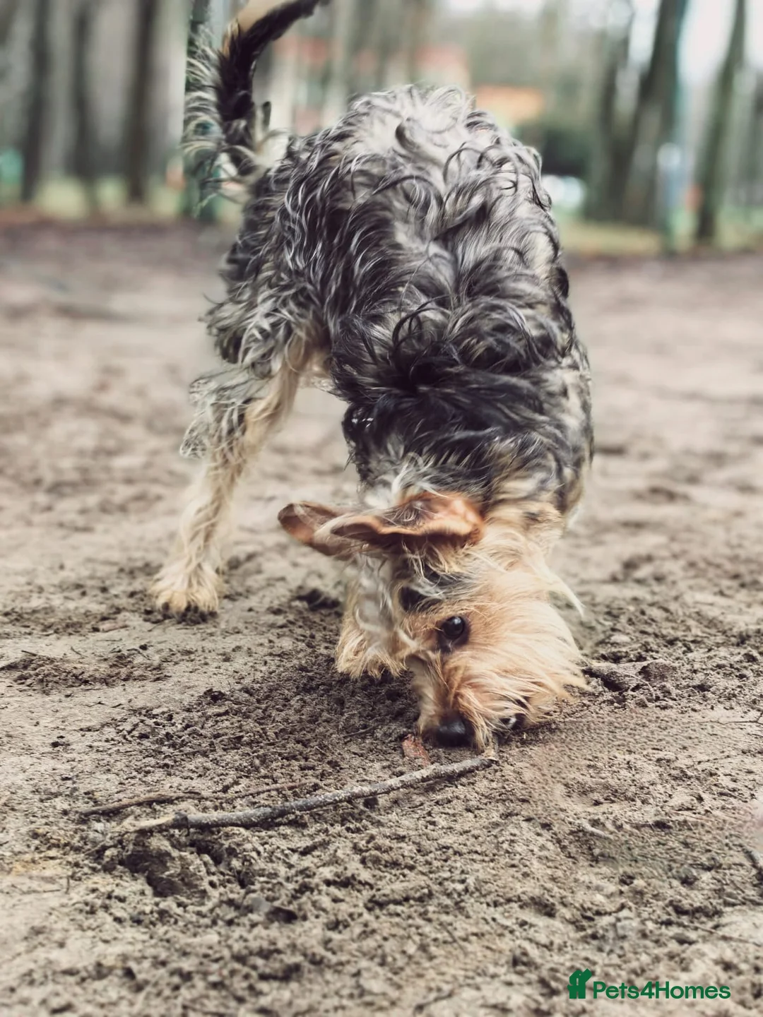 Norfolk Terrier dogs for adoption: THEO – Male Norfolk Terrier - Advert 4