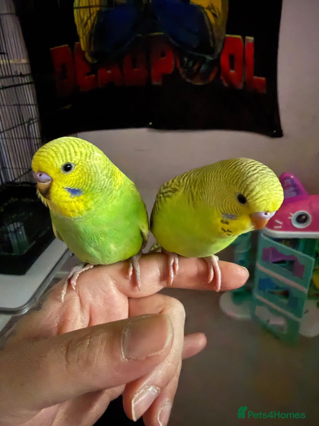 Budgerigars birds for sale: Two bonded hand tame budgies - Advert 3
