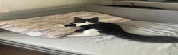 Mixed Breed cats for sale: Fluffy Bonded sisters ready for a loving home ❤️  - Advert 9