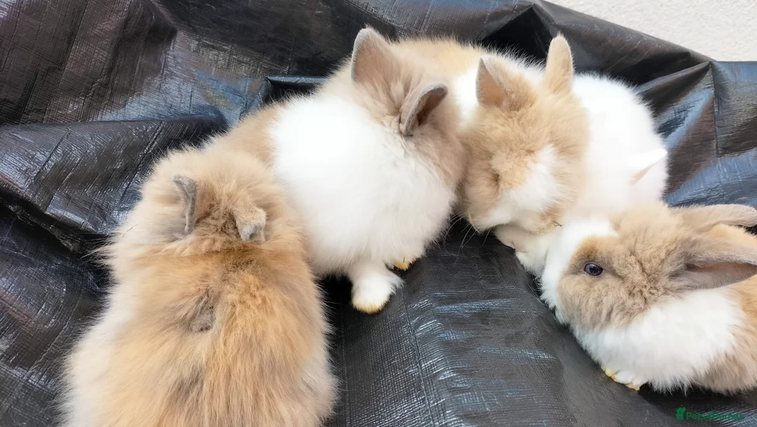 Lionhead rabbits for sale: Beautiful Lionhead Baby Bunnies – Very Friendly! in Smethwick - Advert 8