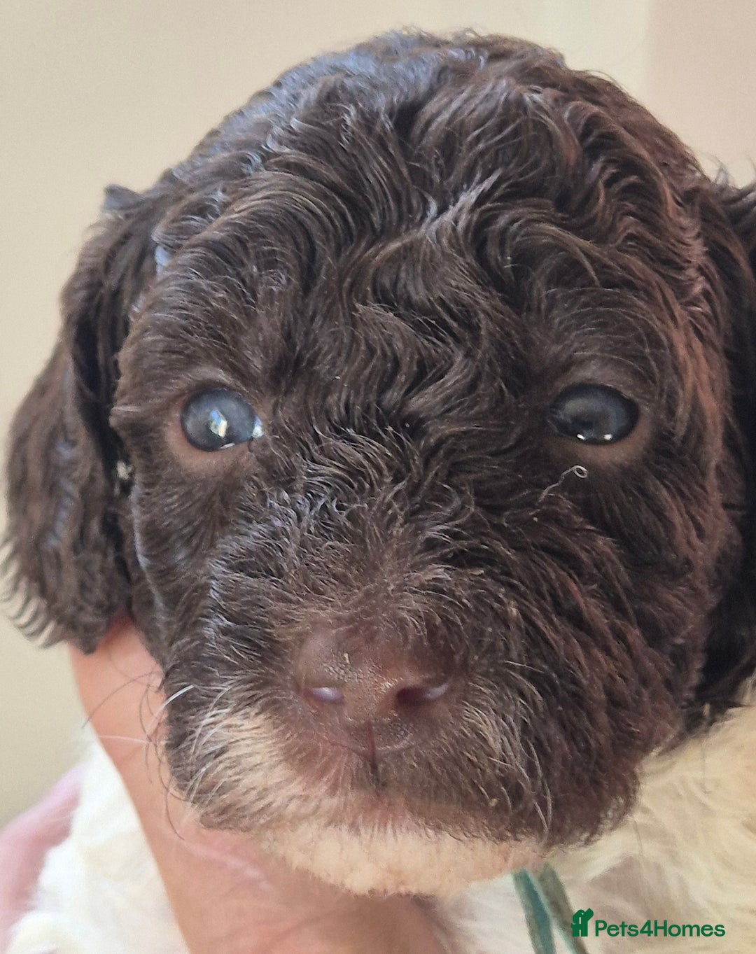 Miniature Poodle dogs for sale: KC registered parti poodles - Image 3