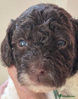 Miniature Poodle dogs - Advert 8
