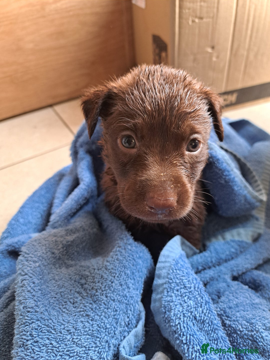 Labrador Retriever dogs for sale: KC Registered Chocolate Labrador Pups - Advert 7