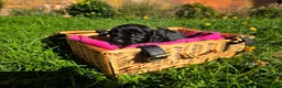 Cocker Spaniel dogs for sale: KC FTCH bloodlines cocker spaniels - Advert 17