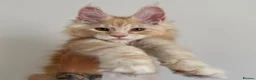 Maine Coon cats for sale: Champion line kittens 🥰 - Advert 10