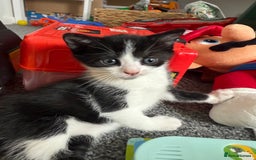 Mixed Breed cats for sale: 3 beautiful kittens looking for forever homes - Image 6