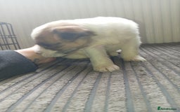 Mixed Breed dogs for sale: Patterdale mix - Image 8