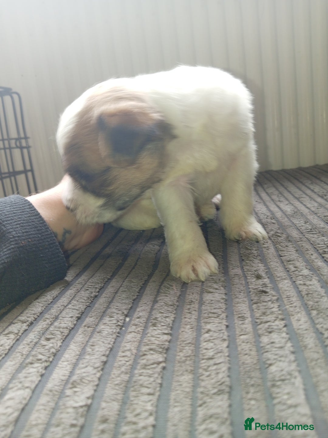 Mixed Breed dogs for sale: Patterdale mix - Image 8