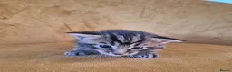 Mixed Breed cats for sale: Maine Coon Cross fluffy kittens  - Advert 13