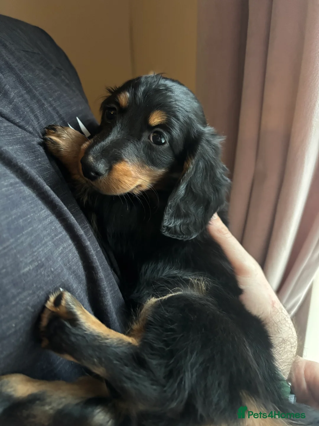 Miniature Dachshund dogs for sale: Miniature long haired dachshund  - Advert 2