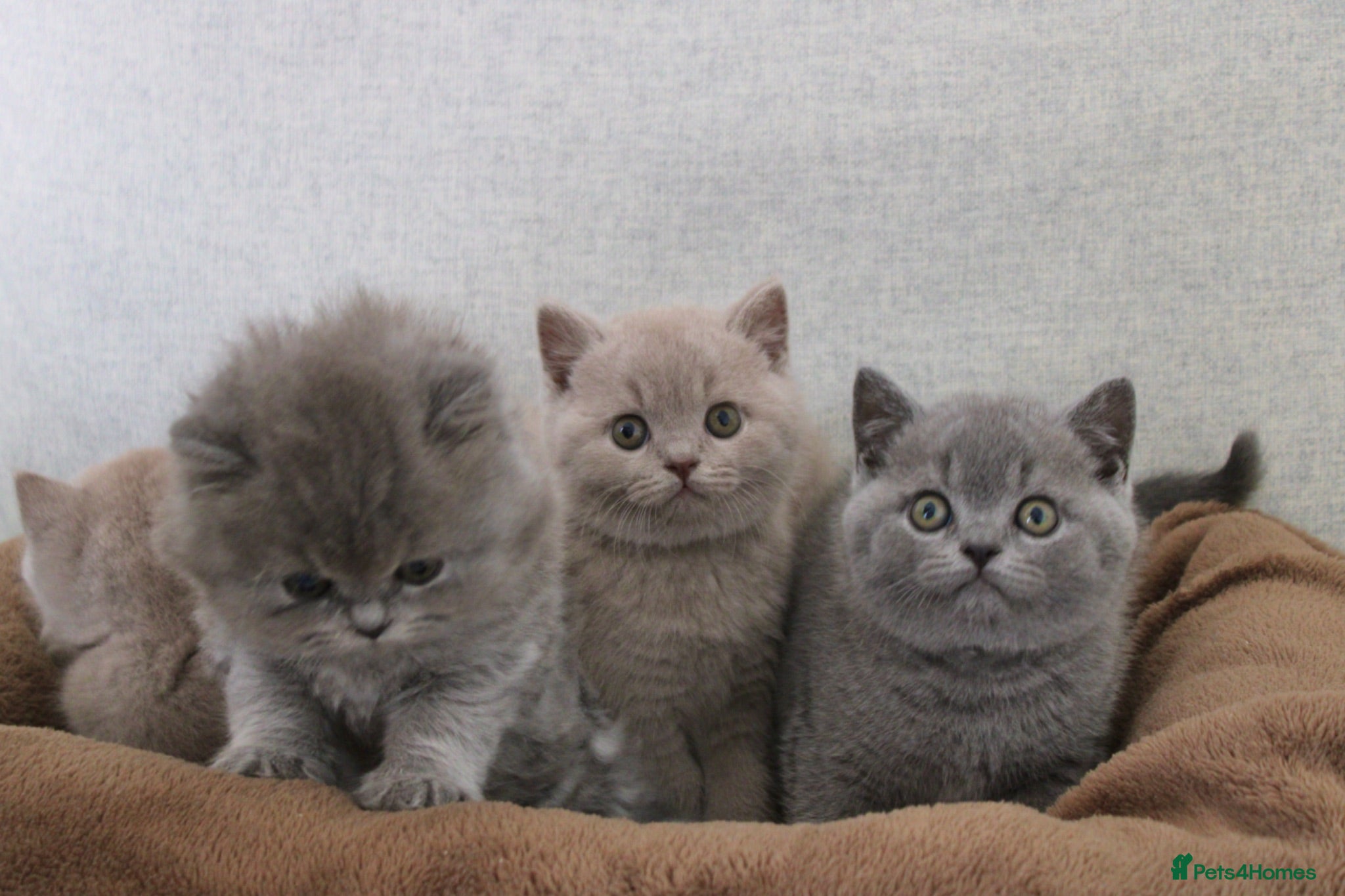 British Shorthair cats  British Shorthair & Longhair Kitten (Fawn & Blue) - Advert 1