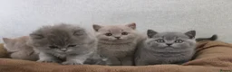 British Shorthair cats for sale: BRITISH SHORTHAIR &LONGHAIR - Full Pedigree - Advert 6