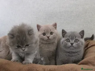 British Shorthair cats British Shorthair & Longhair Kitten (Fawn & Blue) - Advert 1