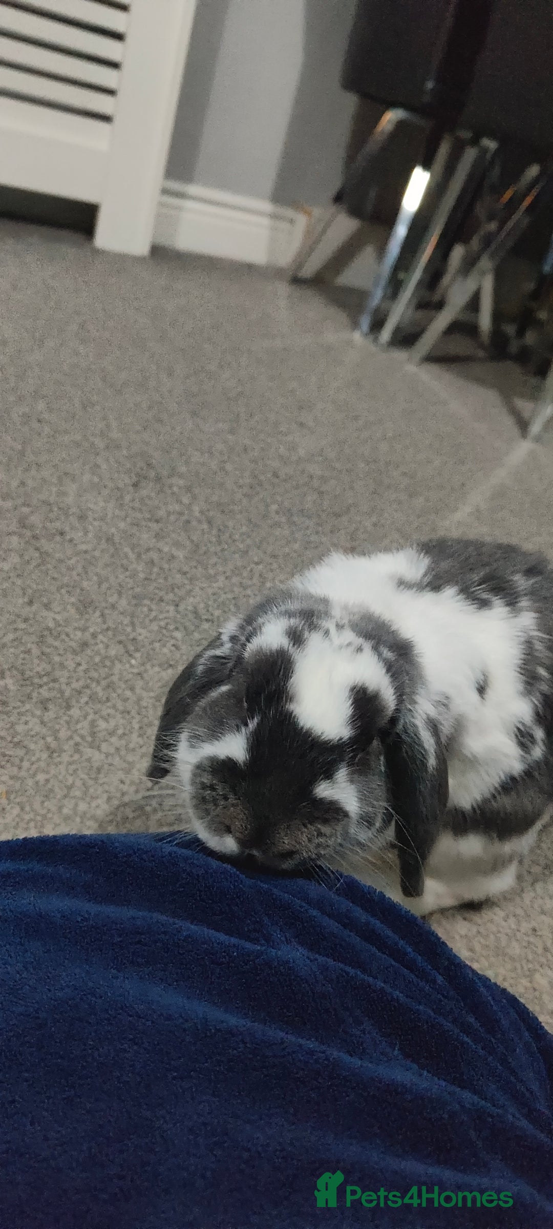 Dwarf Lop rabbits for sale: Male Dwarf lop 10 months old - Advert 2