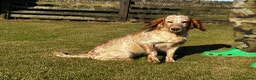Cocker Spaniel dogs for sale: Golden Cocker Spaniel Dog  - Advert 4