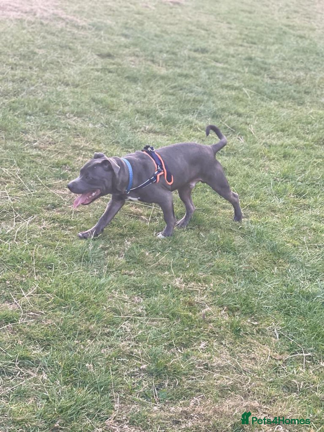 Staffordshire Bull Terrier dogs for stud: Blue kc registered Staffordshire bull terrier stud in Newport - Advert 2