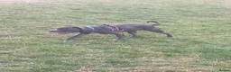 Staffordshire Bull Terrier dogs for stud: Blue kc registered Staffordshire bull terrier stud in Newport - Advert 2