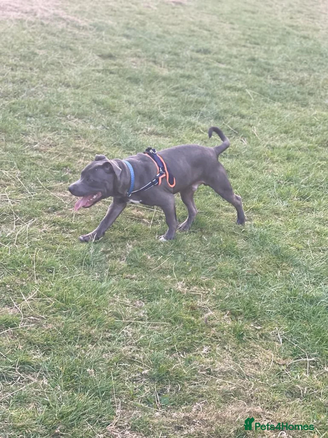 Staffordshire Bull Terrier dogs for stud: Blue kc registered Staffordshire bull terrier stud in Newport - Advert 2