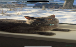 British Shorthair cats for sale: mowgli  - Image 2