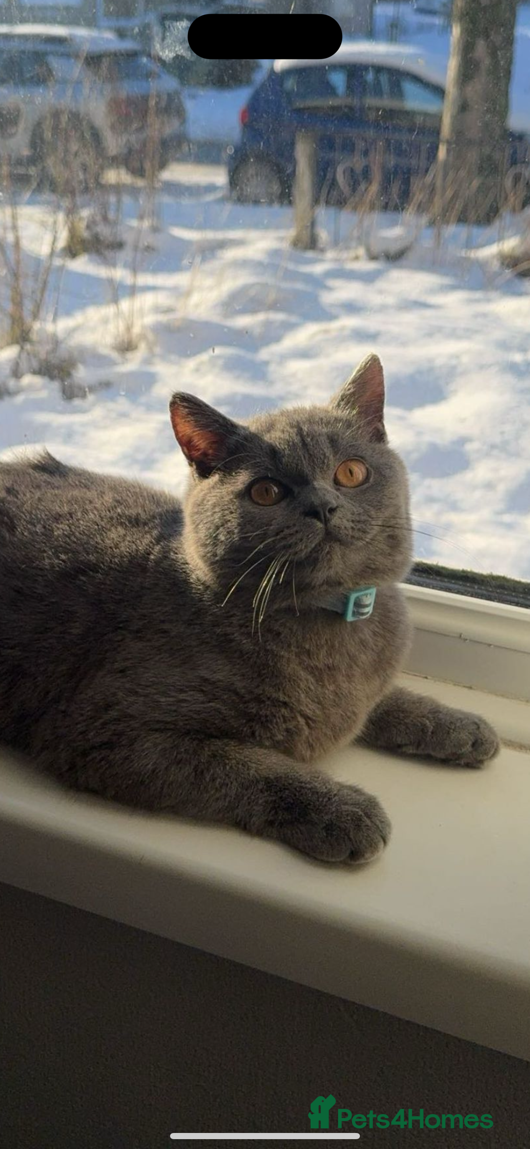 British Shorthair cats for sale: mowgli  - Image 2