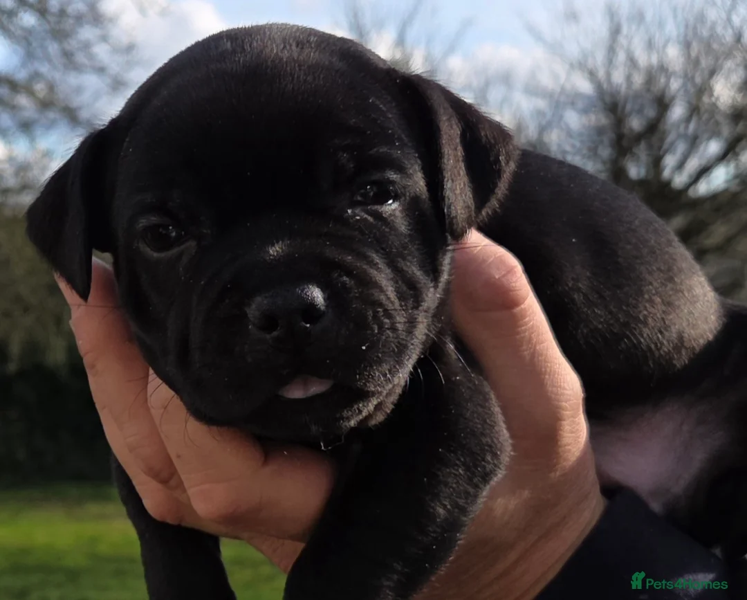 Staffordshire Bull Terrier dogs for sale: Black Staffordshire Puppy **OUTSTANDING PEDIGREE** - Advert 6