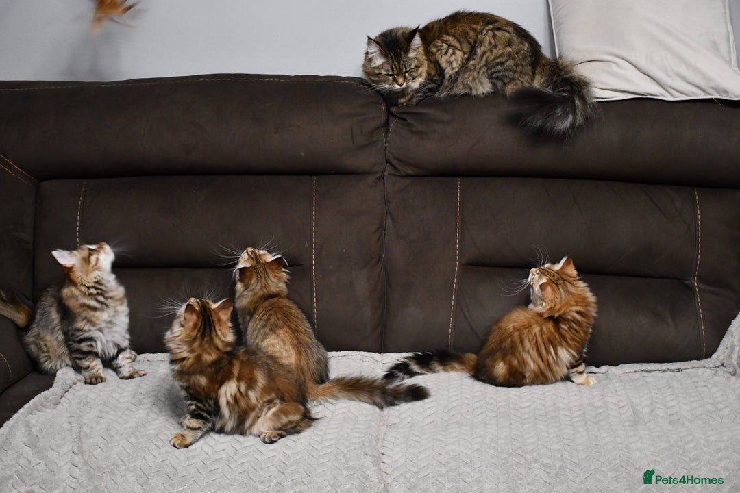 Siberian cats for sale: Siberian From Tunguska House Cattery - Advert 7