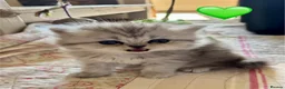 British Longhair cats for sale: Beautiful Longhaired Kittens  - Advert 7