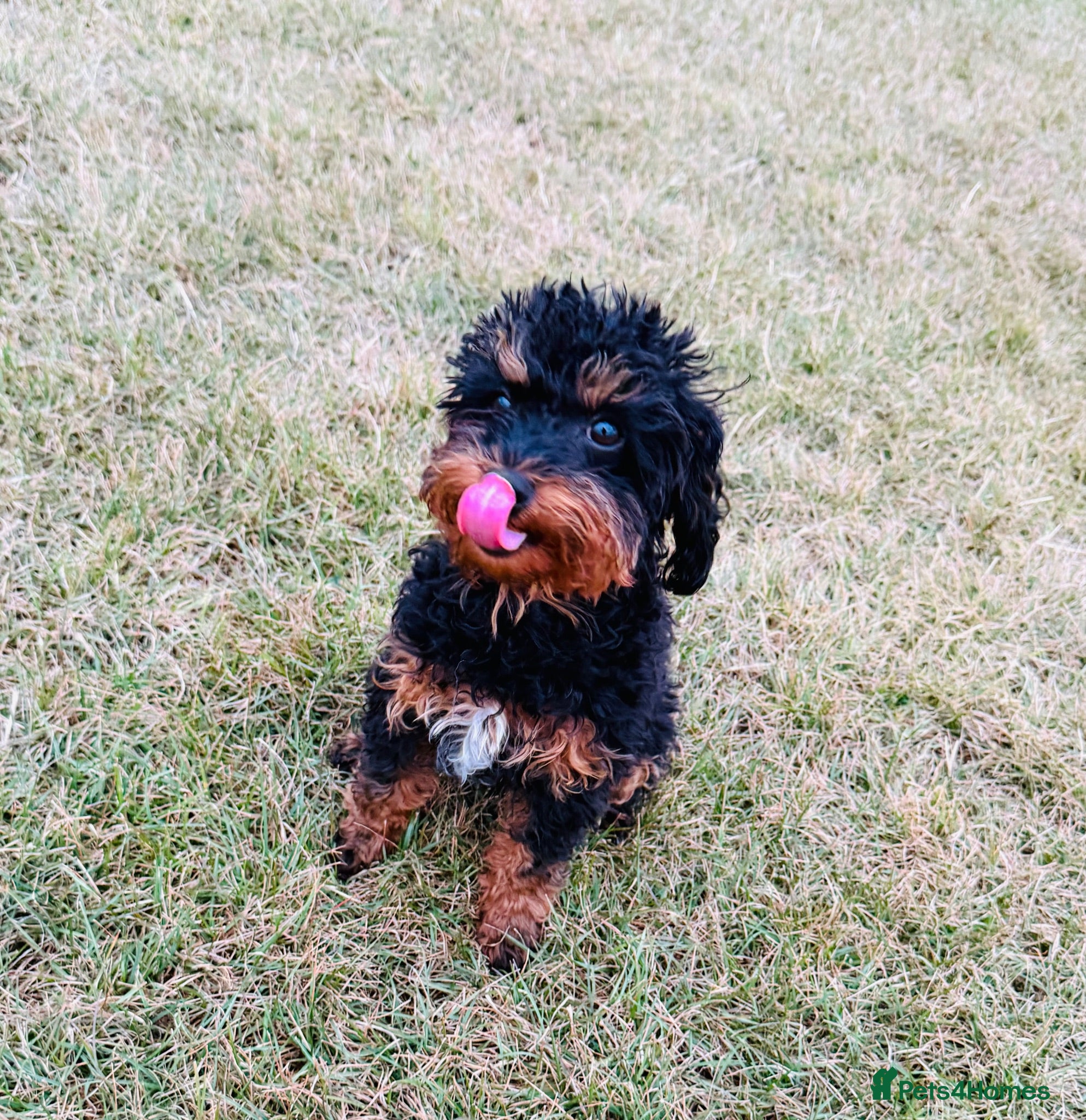Cavapoo dogs Cavapoo puppy  - Advert 1