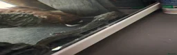 Axolotl reptiles for sale: Two axolotls and tank  in Bournemouth - Advert 3
