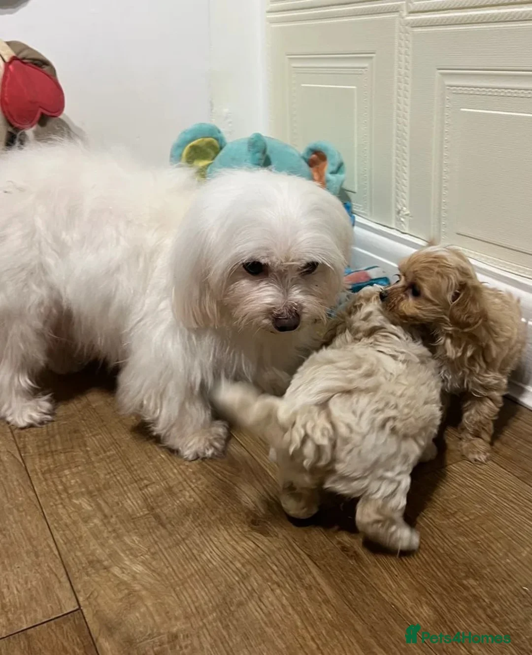 Maltipoo dogs for sale: Maltipoo puppies looking for loving homes  in Manchester - Advert 7