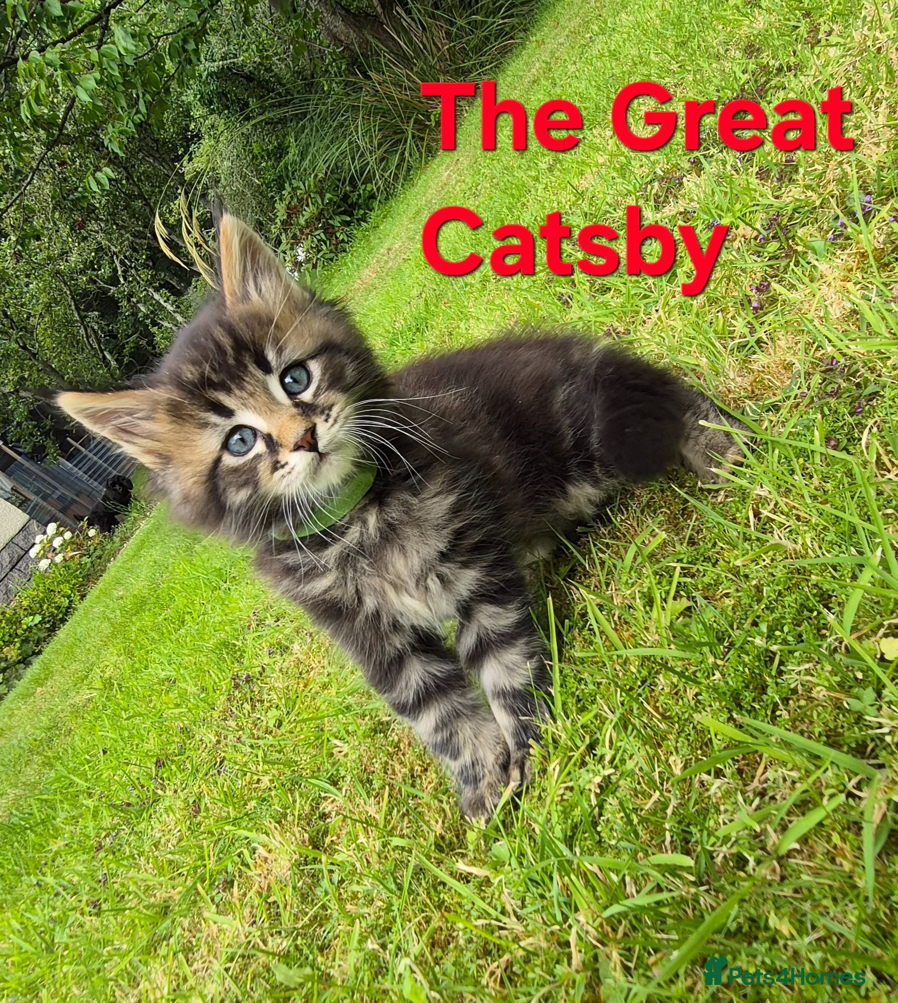 Maine Coon cats Beautiful maine coon kittens  - Advert 5