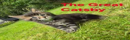 Maine Coon cats for sale: Beautiful maine coon kittens  - Advert 5