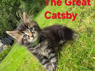 Maine Coon cats Beautiful maine coon kittens - Advert 6