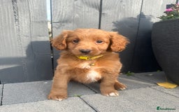 Labradoodle dogs for sale: F1b fox red labradoodle  - Image 4