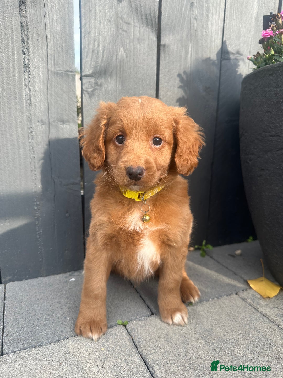 Labradoodle dogs for sale: F1b fox red labradoodle  - Image 4