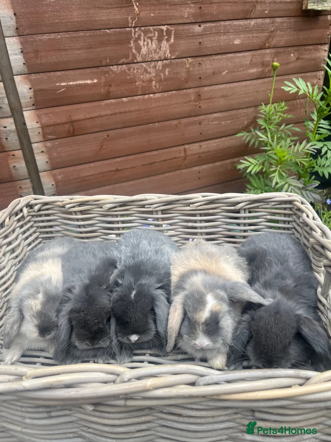 Mini Lop rabbits for sale: Stunning litter of mini lops  - Advert 2
