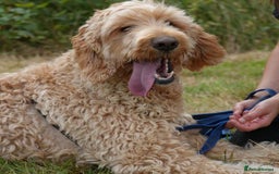 Mixed Breed dogs for adoption: Dave is looking for home! in Waltham Abbey - Image 13