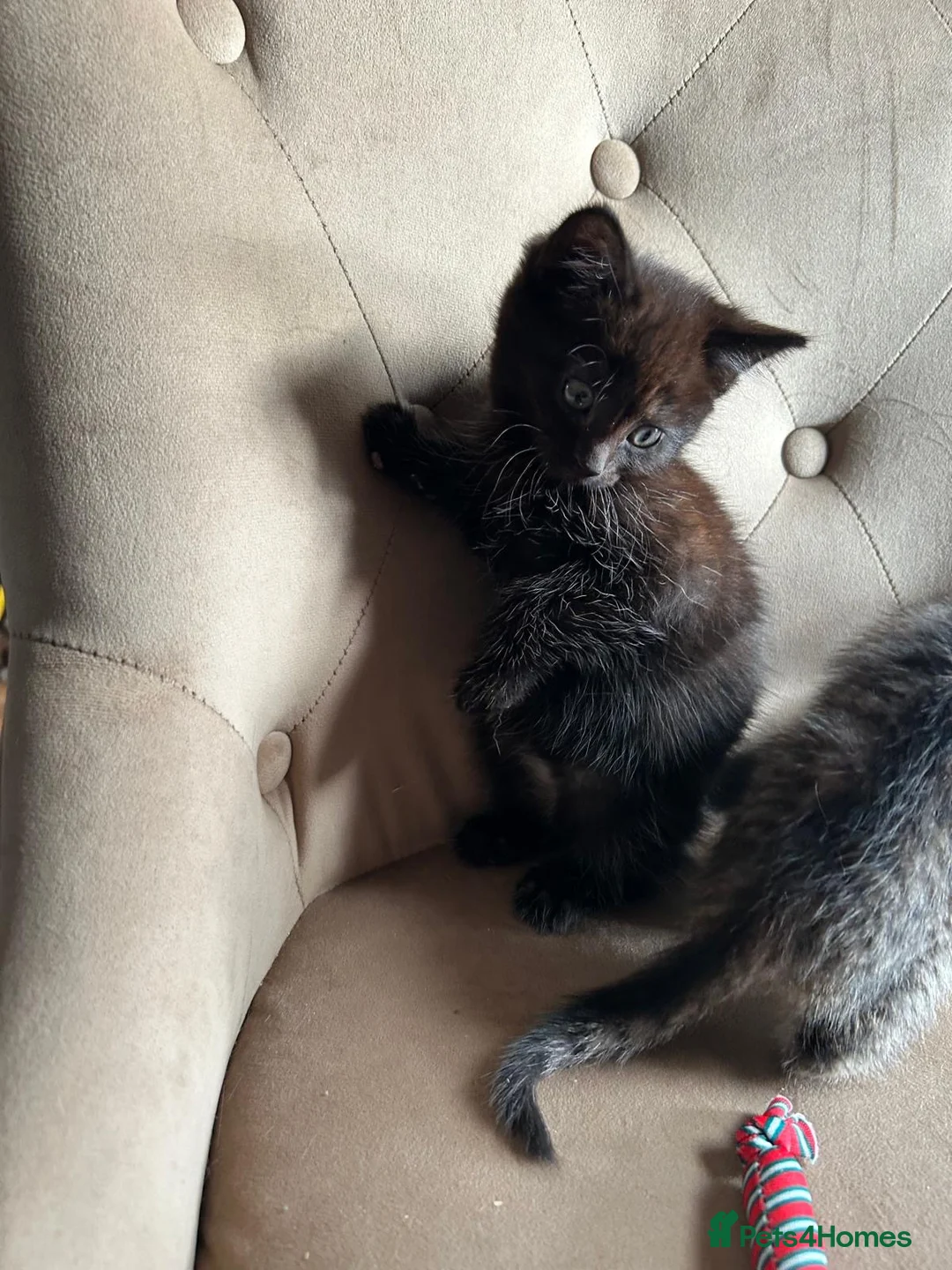 Mixed Breed cats for sale: British Mixed 4 Girls 2 Boys - Advert 20